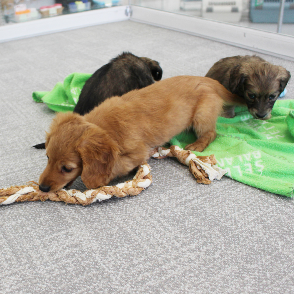 子犬の遊び場、パピールーム♪